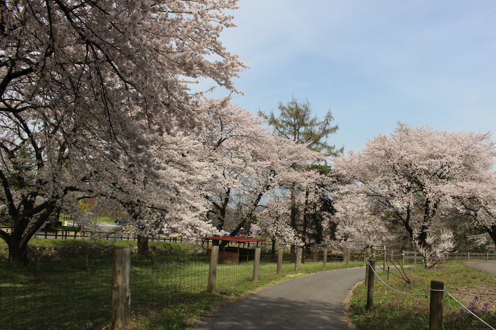 2015＿0419　群馬