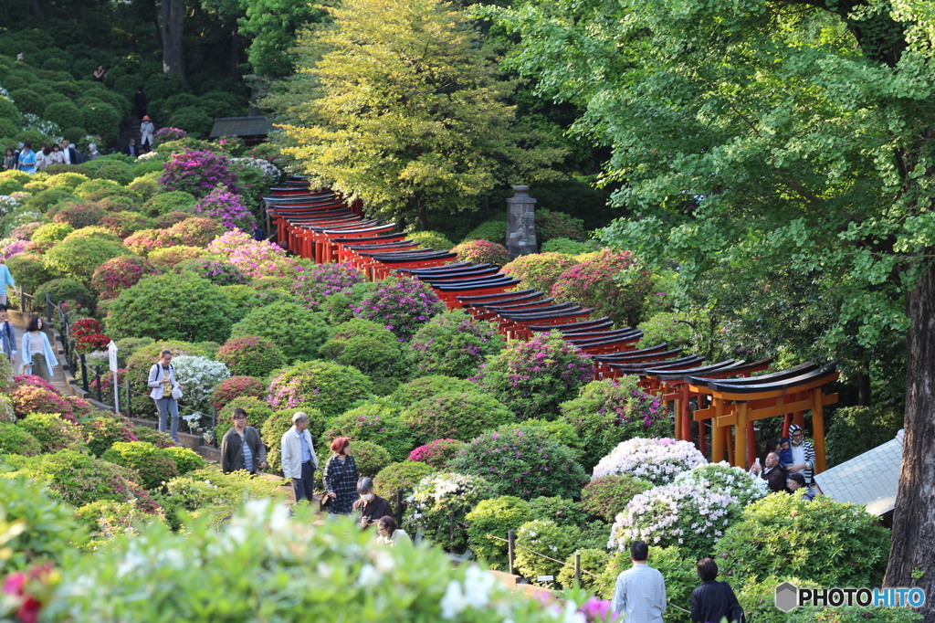 0430_根津神社