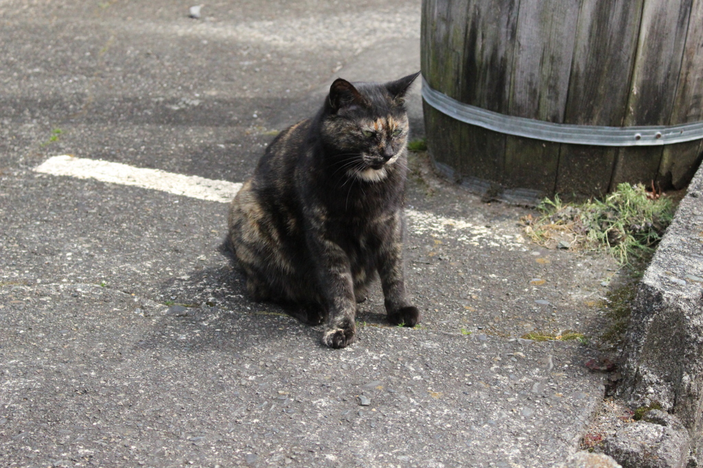 2015＿0328　江の島/箱根