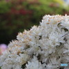0430_根津神社