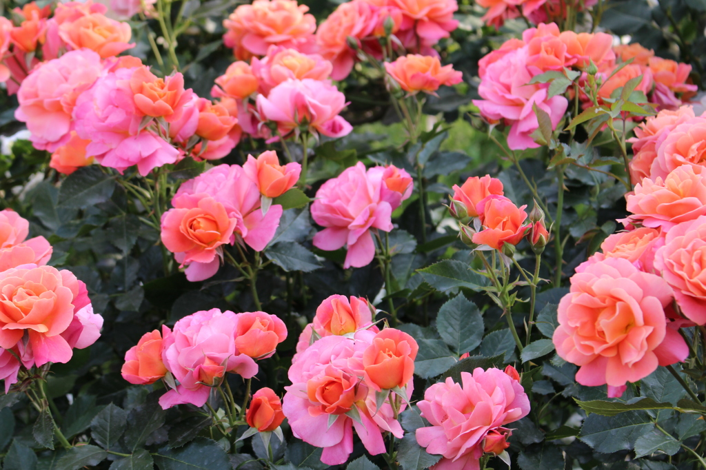 2015＿0517　バラ園