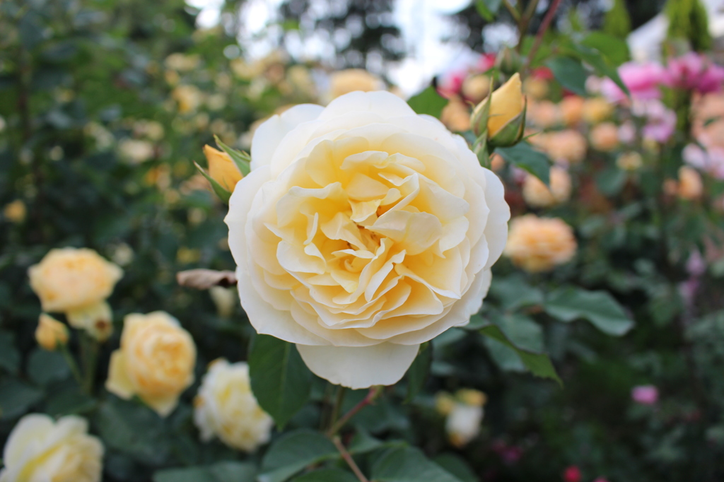 2015＿0517　バラ園