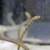 2016_0131 すみだ水族館