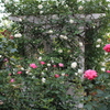 2015＿0517　バラ園