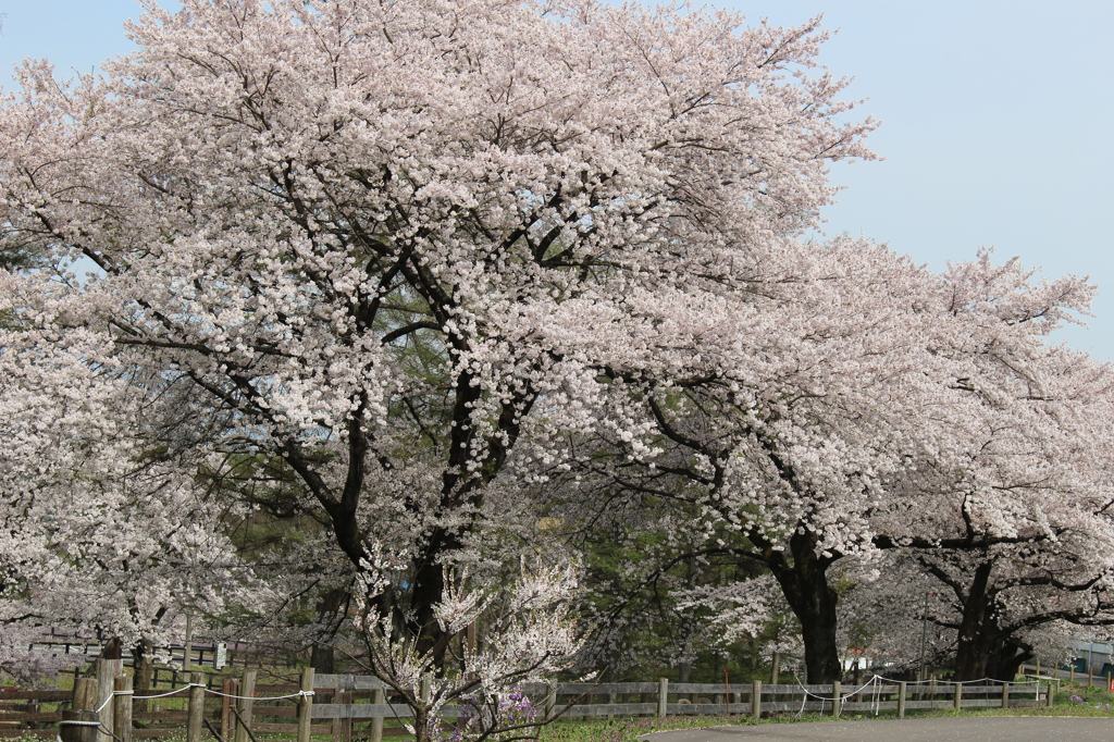 2015＿0419　群馬