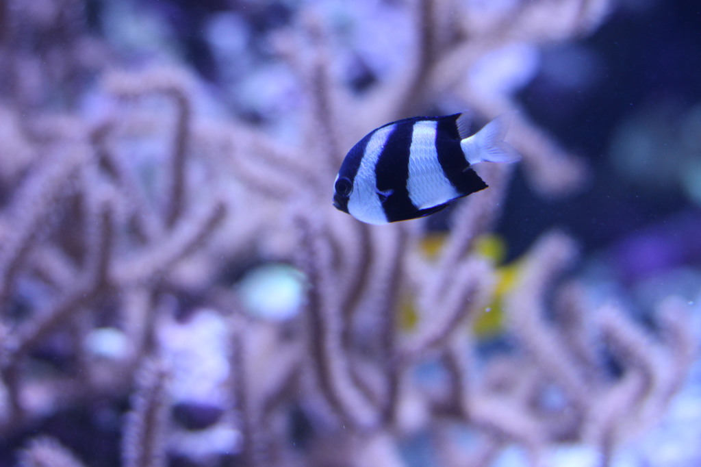 2016_0131 すみだ水族館