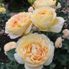 2015＿0517　バラ園