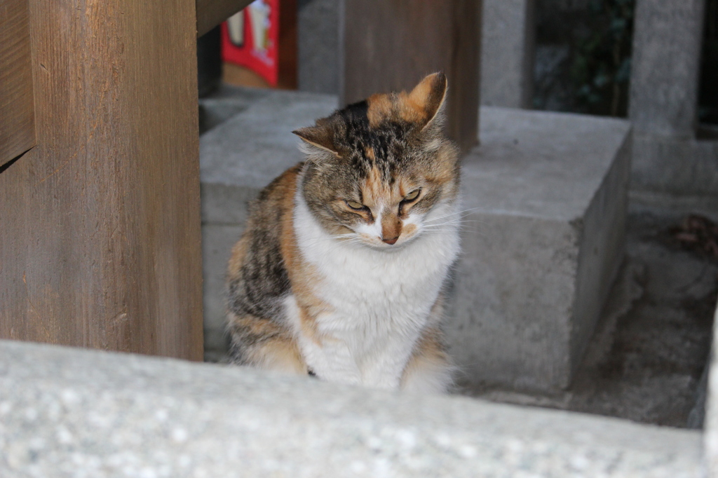 2015＿0328　江の島/箱根