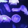 2016_0131 すみだ水族館