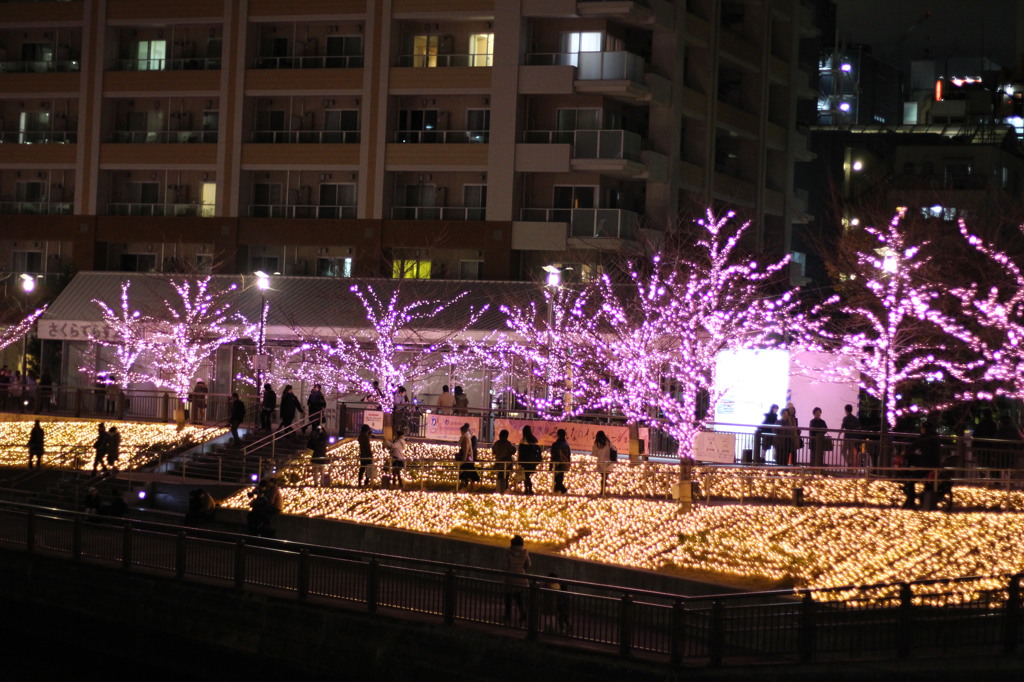 2015＿1220　みんなのイルミネーション