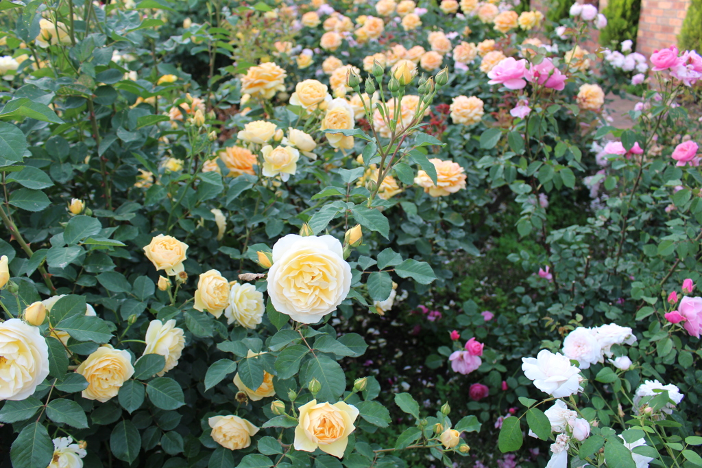 2015＿0517　バラ園