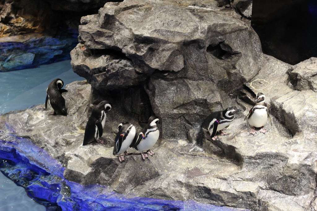 2016_0131 すみだ水族館