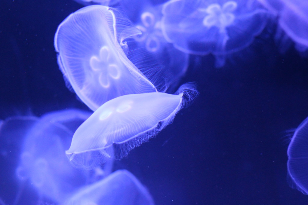 2016_0131 すみだ水族館