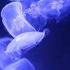 2016_0131 すみだ水族館