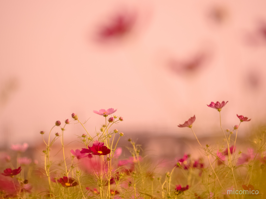 ひらひら恋舞う♡秋桜