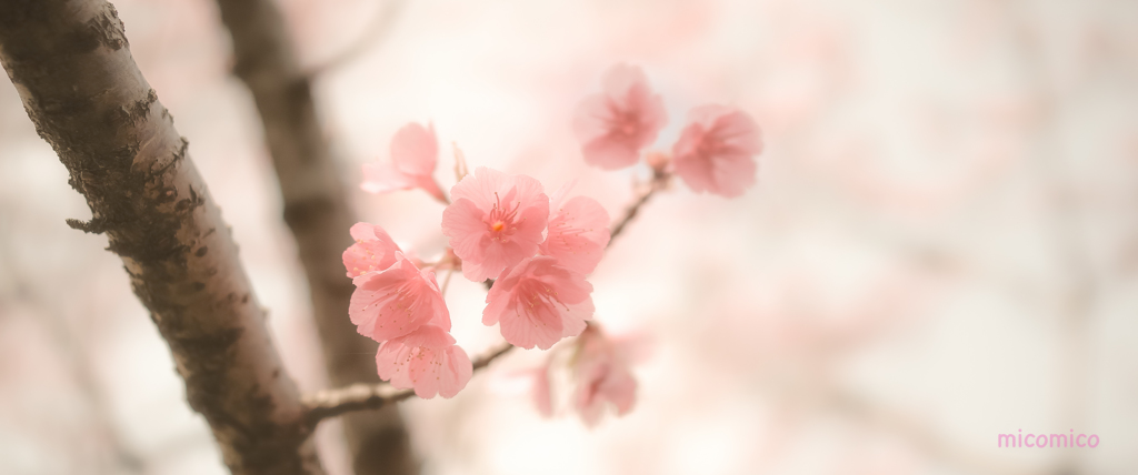 あなたのココロも…花ひらく…かな、、♡