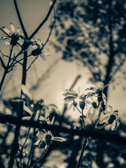 キノウミタ 花