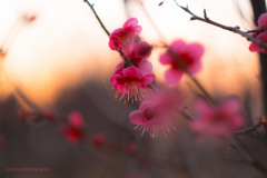 朝のヒカリに... 紅。