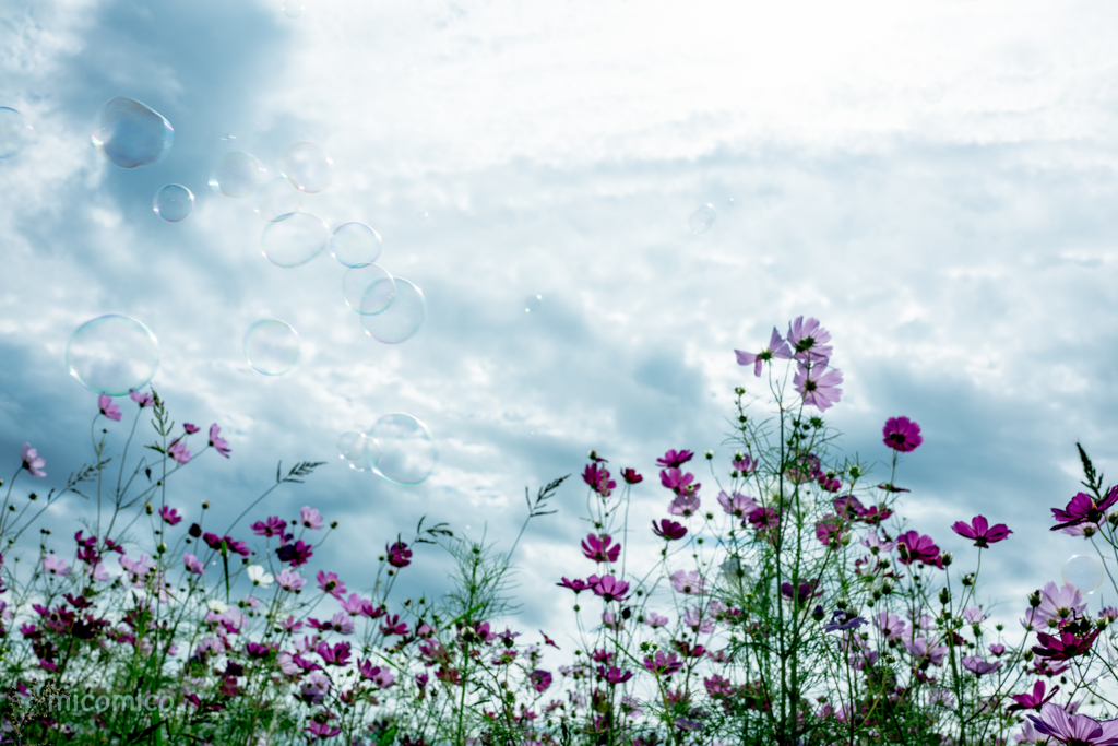 青空に…しゃぼんと秋桜•*¨*•.¸¸♬