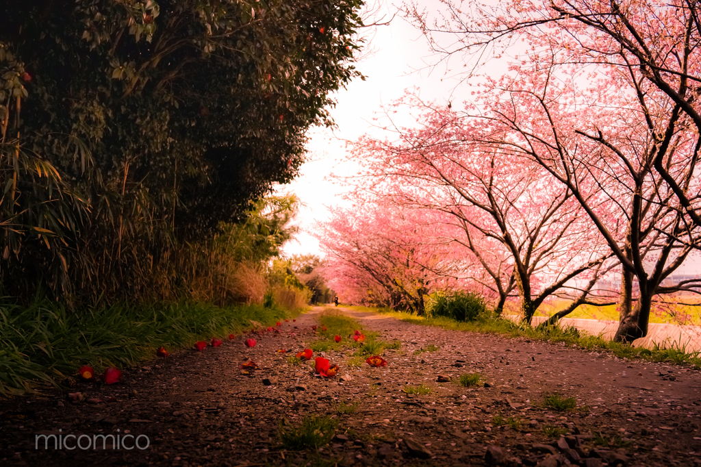 桜並木に散る椿…♡