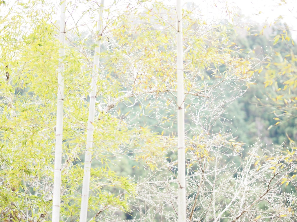 冬って イイネ！    サムイケド、、