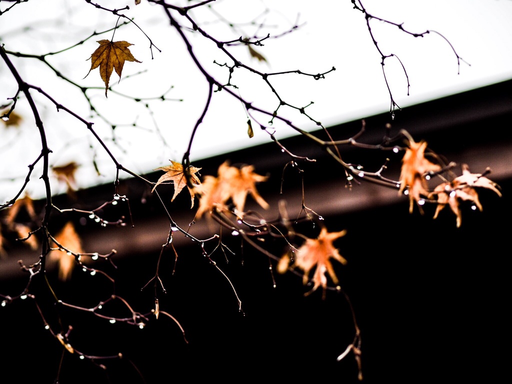 雨モシタタル イイ紅葉