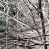 かさなる 枝々