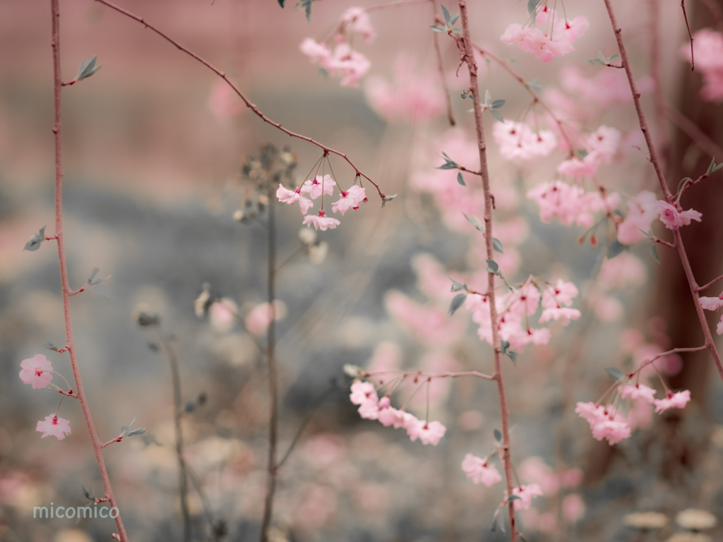 ちいさな桜… やさしい春…♡