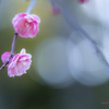 枝垂れ梅に魅せられて... no.♡