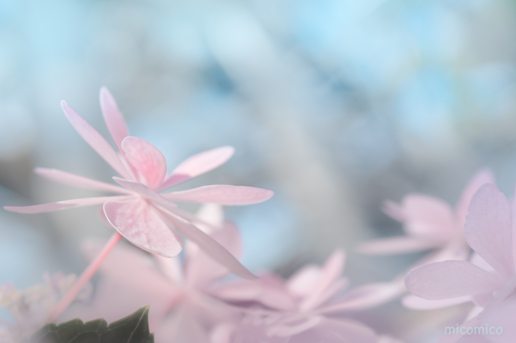 あじさいに。。恋して。。　no.♡