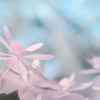 あじさいに。。恋して。。　no.♡