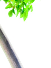 きょうのミドリ