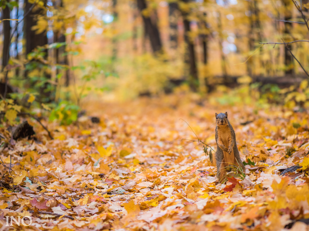 Fox Squirrel