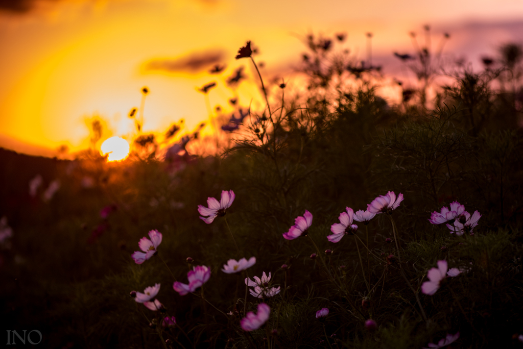 夕暮れ秋桜