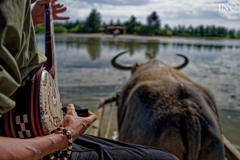 水牛車と三線の音色に揺られて