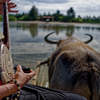水牛車と三線の音色に揺られて