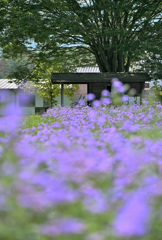 ネコのいる風景