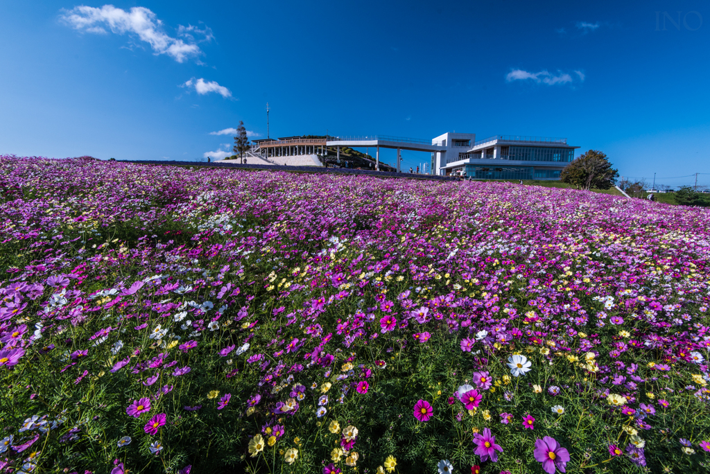 Flower Carpet
