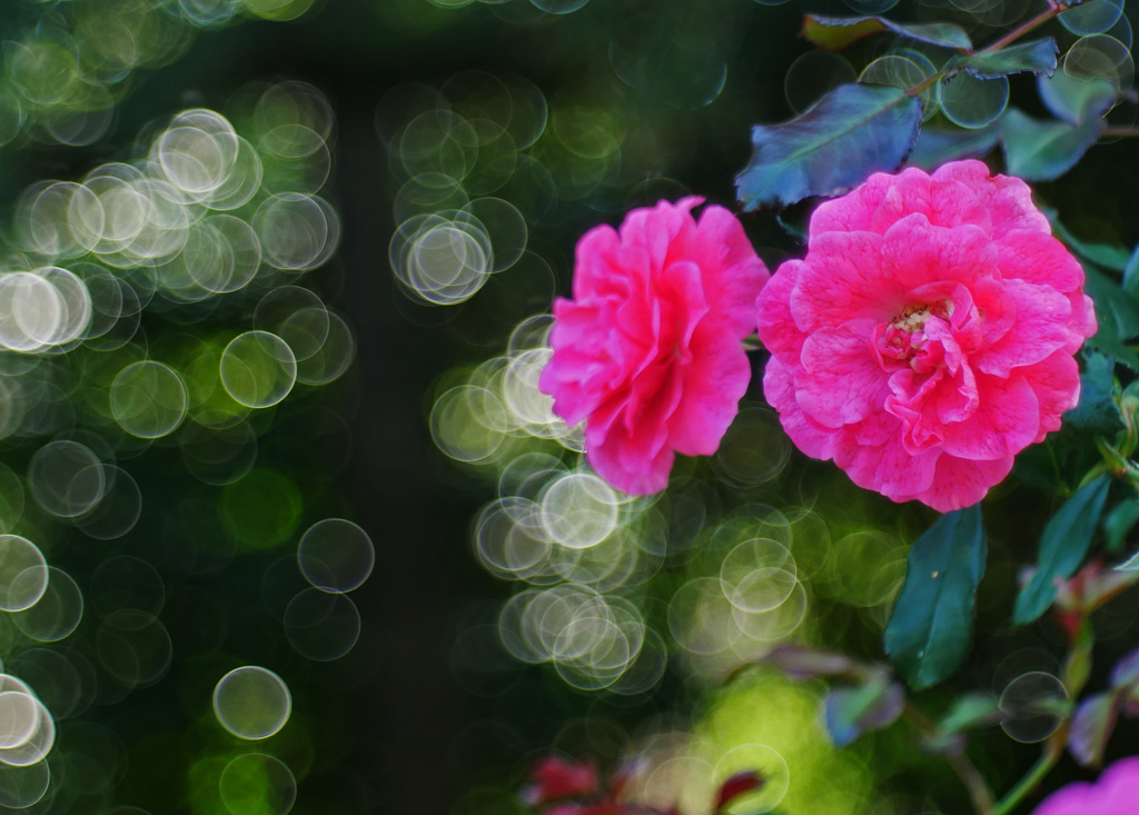 Autumn Rose