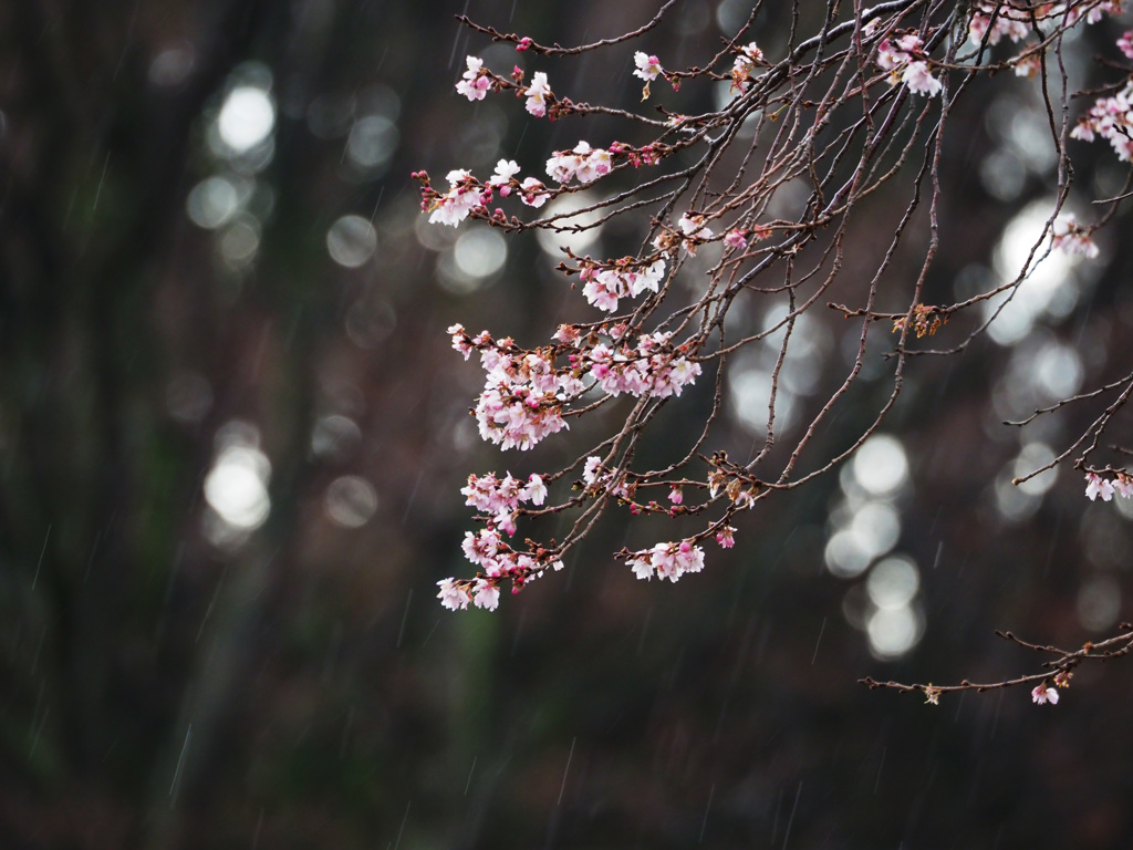 冬雨と十月桜