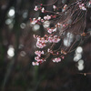 冬雨と十月桜
