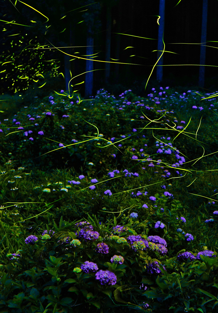 紫陽花とゲンジの光