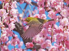 春を飛ぶ