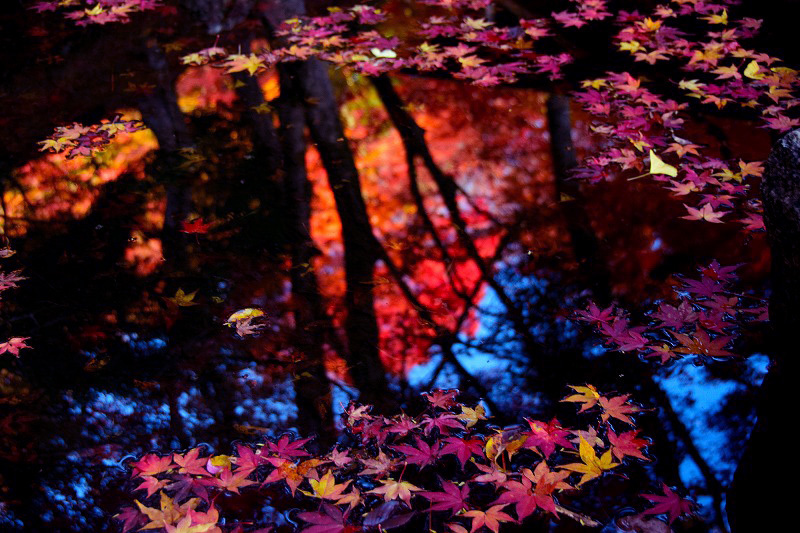 水面の紅葉