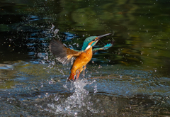 Kingfisher