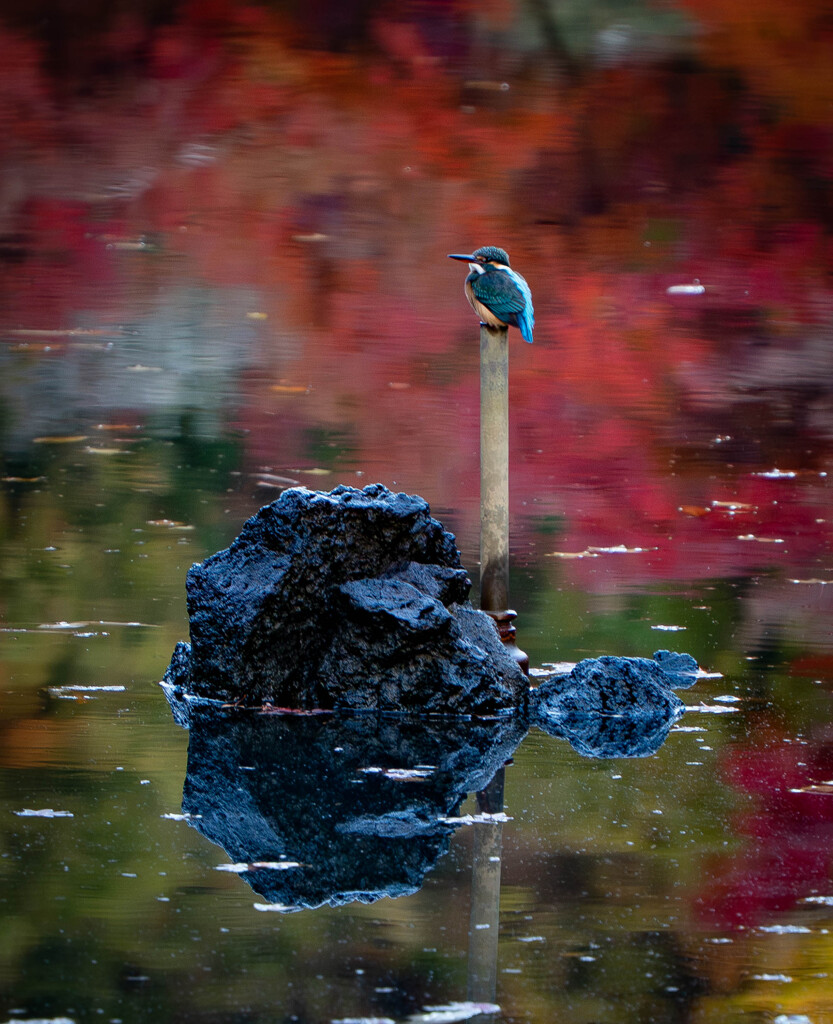 秋のカワセミ君