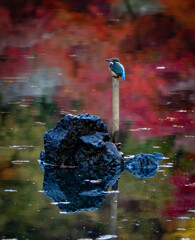 秋のカワセミ君