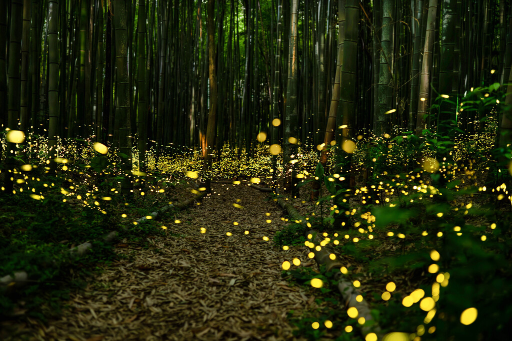 夜の竹林