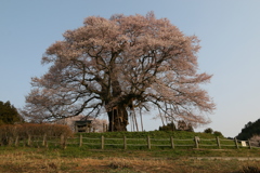 醍醐桜2019-1