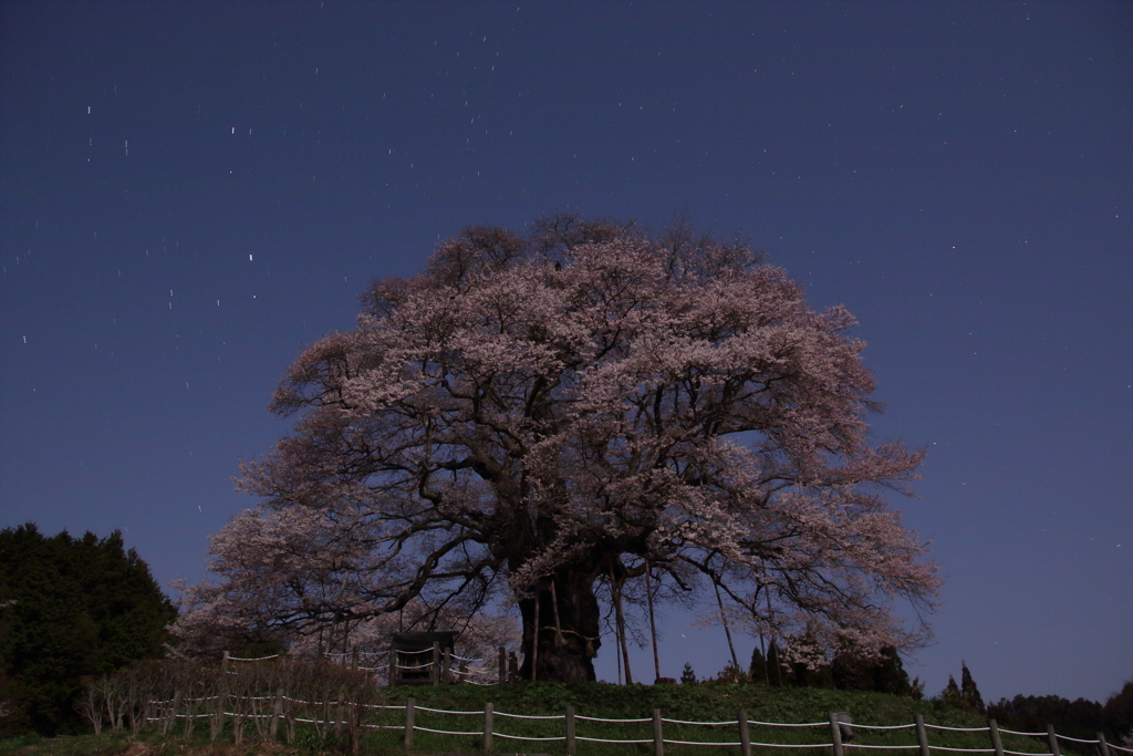 夜桜